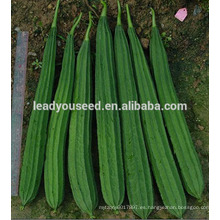 MLU01 Chuanggua fuerte híbrido a prueba de calor híbrido Luffa semillas para plantar